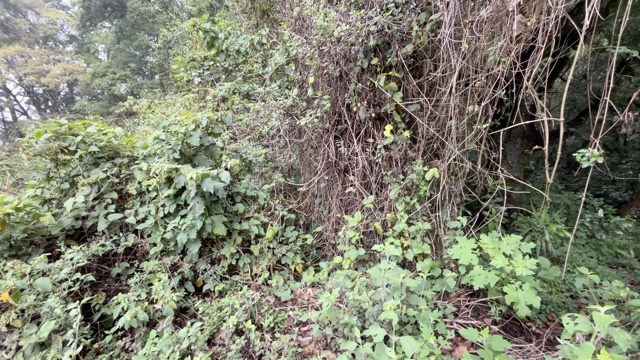 Land For Sale El Hato, Antigua Guatemala - Photo 9