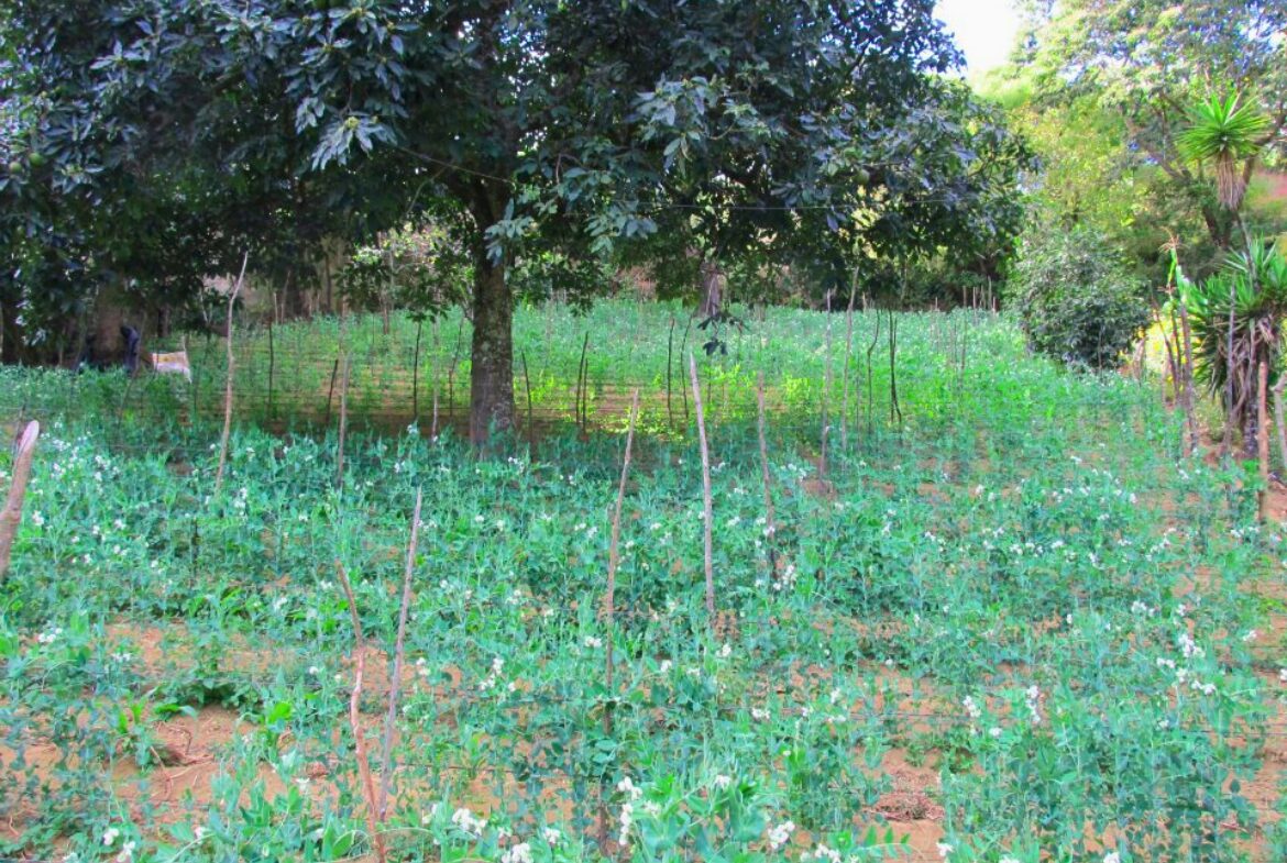 Land For Sale San Mateo Milpas Altas - Photo 20